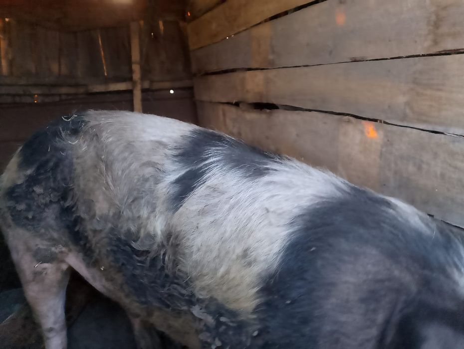 Продам хряка на племя.