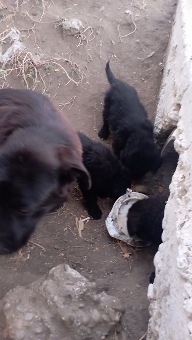 cățeluși ptr adoptie
