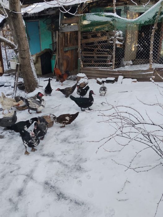 Продам гусей хороших здоровых