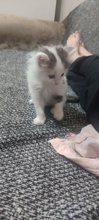 Отдам котенка, девочку