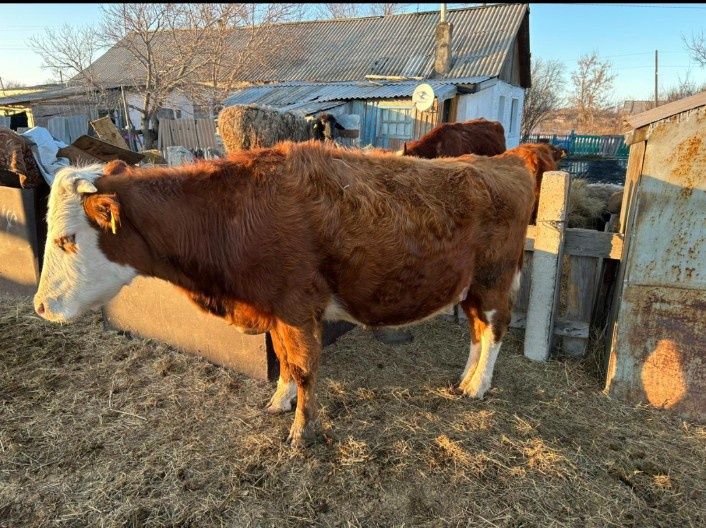 Продам крс и баранов