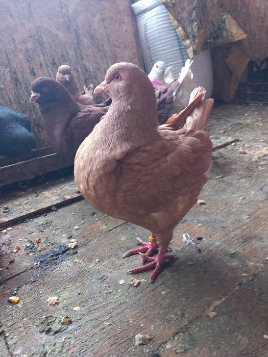 Porumbei kingi linia noua