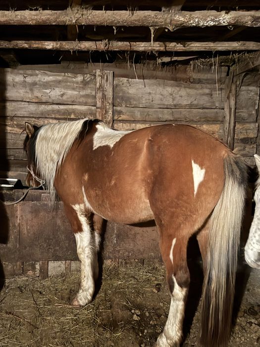 Айғыр сатылады. Продам жеребец