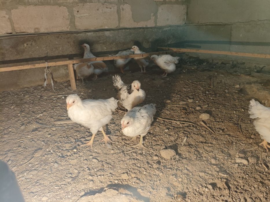 Адлер балапандар сатлад