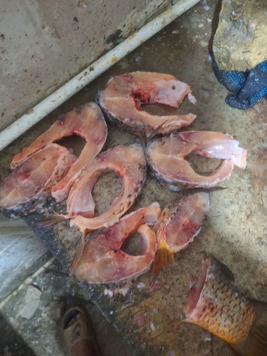 Baliq балик рыба сотилади sotiladi sazan сазан Талсталоб talstalob