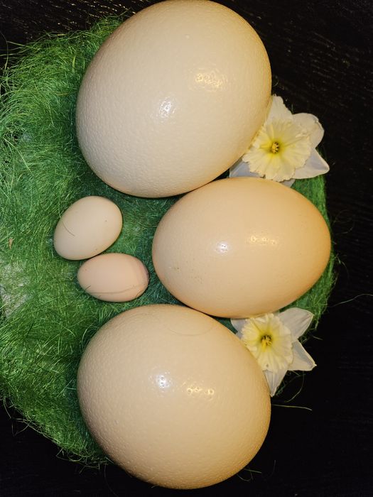 Ouă de struț    .