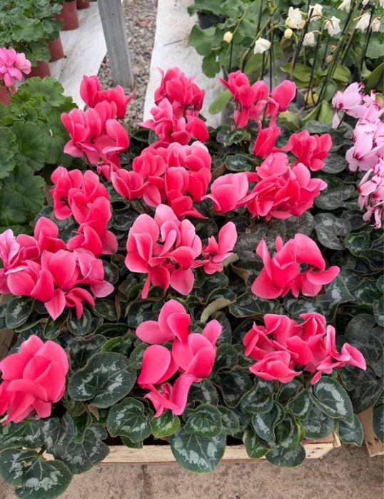 Продаю цветочки