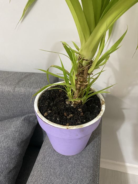 Панданус винтовая пальма