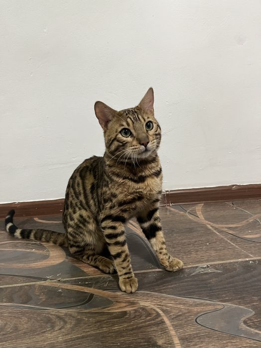Бенгалский кот,торг есть