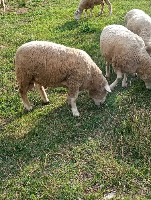 Vând oi Ile de France