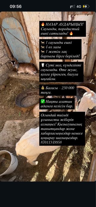 Ешкілер сатылады