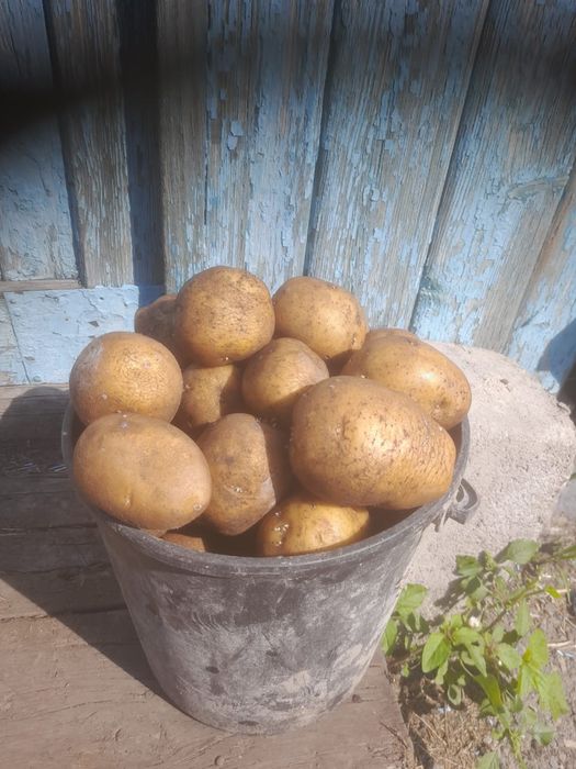 Продам картофель домашний едовой