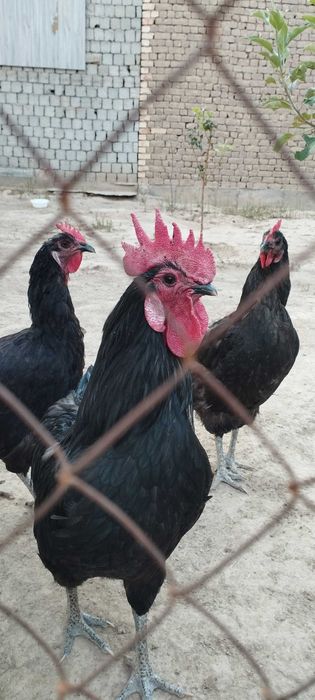 Silliq sochilgan mushuk porno