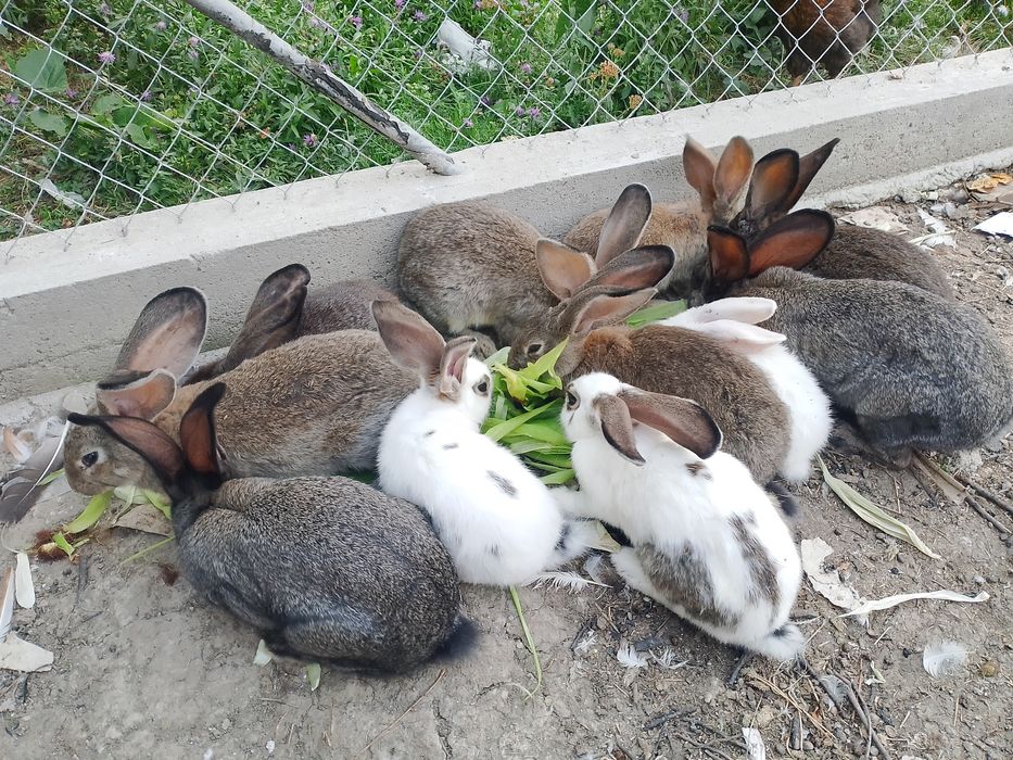 Vând iepurii uriaș german