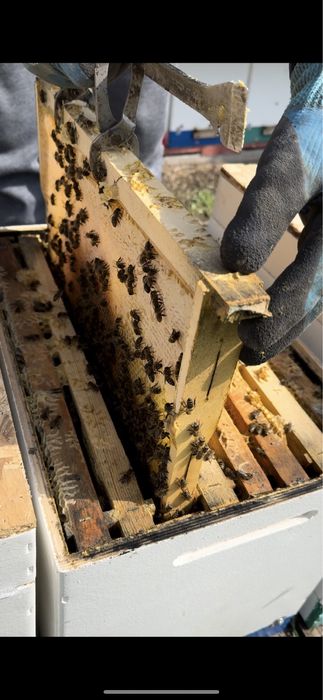 Оплодотворенные матки карника F1