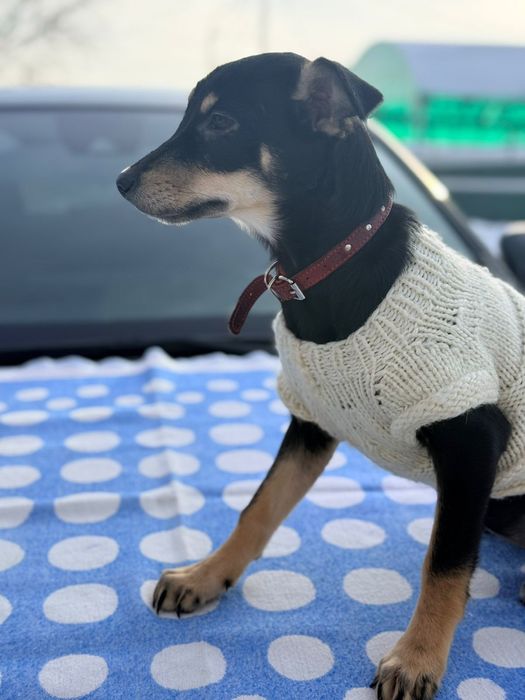 Отдам в добрые руки