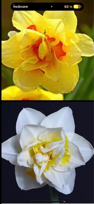 Bulbi dd narcise 50 lei kg