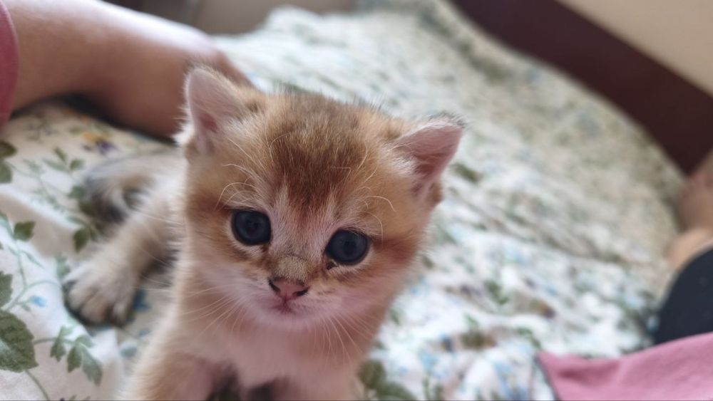 Продаются котята породы британская короткошерстная (золотая шиншилла)