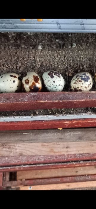 Ouă de găini australorp pentru incubat. Prepelițe și Turturele.
