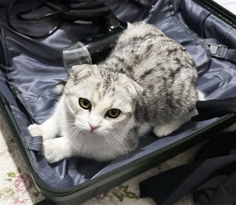 Продается шотландский вслух (мальчик)