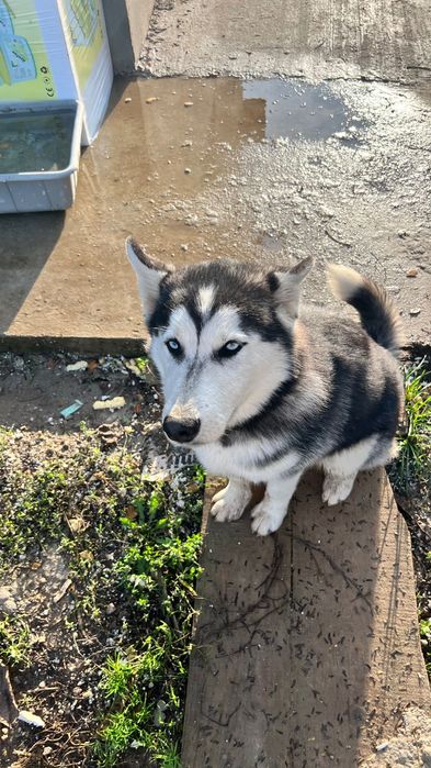 Хъски - мъжко на 6 месеца