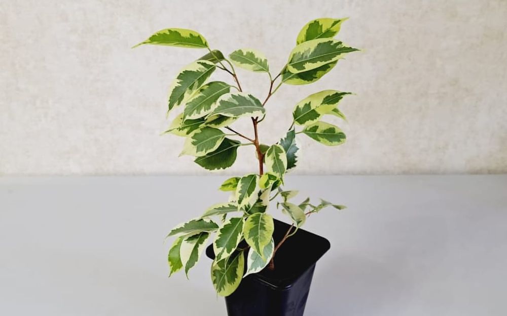 Цветы Цветы Цветы