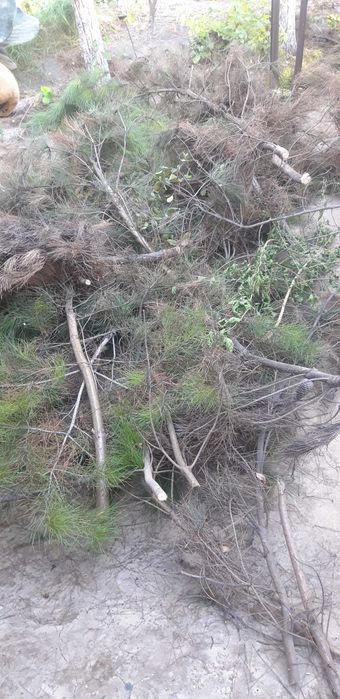 Archa o'tin tekinga  Sergelida