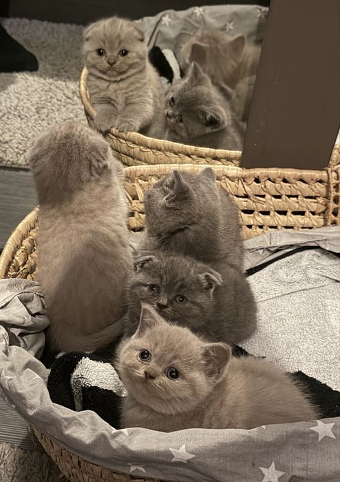 Британски шотландски лилави и сини котенца