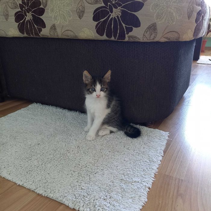 Подарявам мъжко котенце