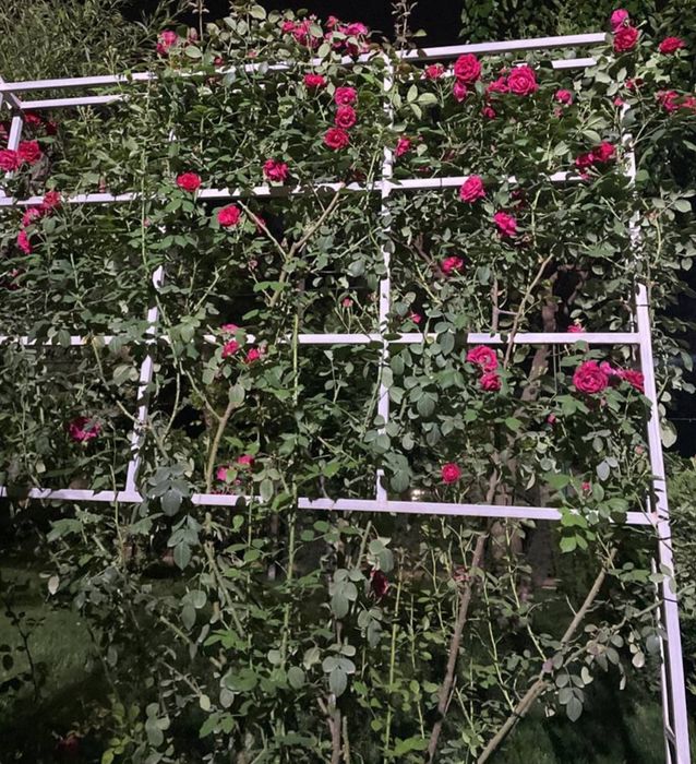 Роза плетистая, большой куст / Атиргул чирмашиб усадиган