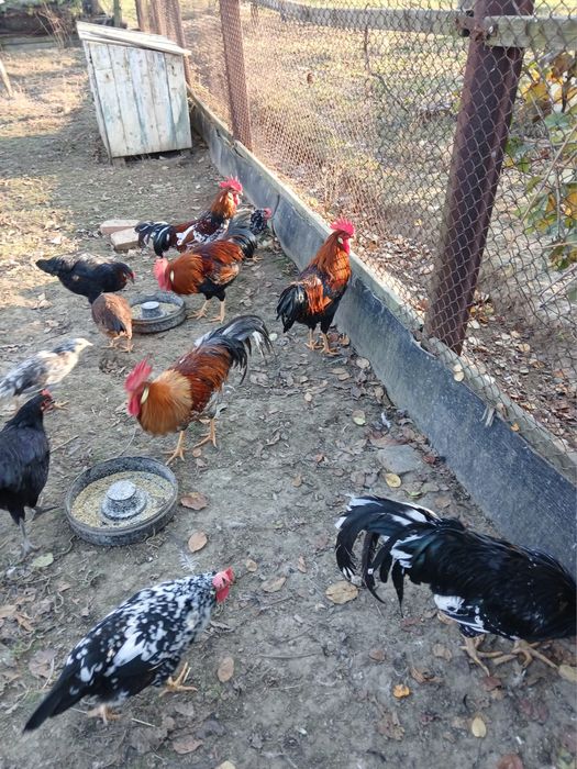 Vand cocosi Italieni