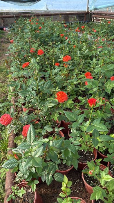 Цикламен, роза оптом багада