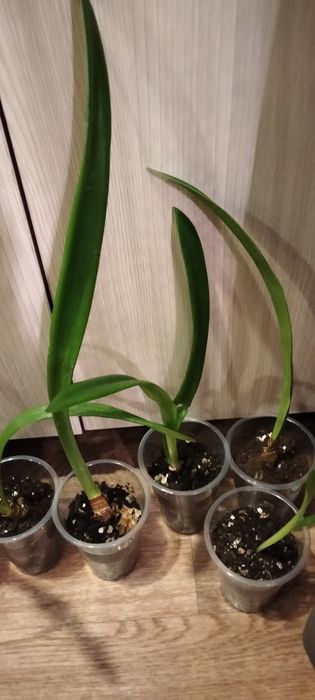 Продам черенки гиппеаструма