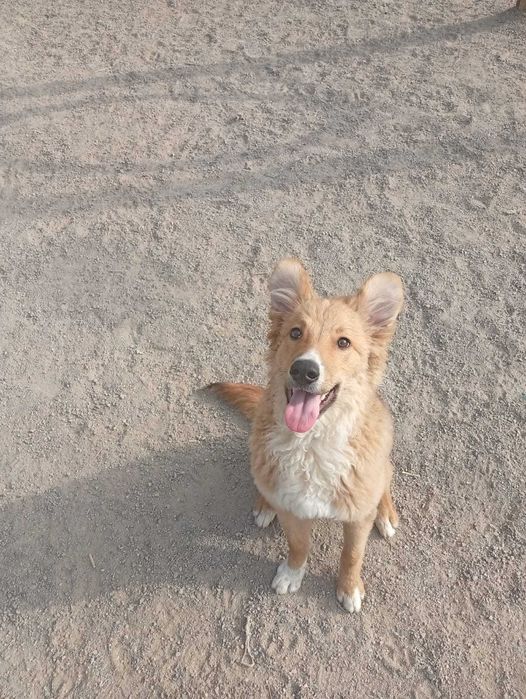 Отдам в хорошие руки.