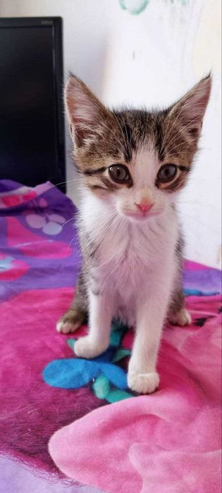 Домашни котенца, на 3 месеца,,търся любящи домове