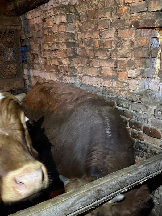 Выгодно! 7 годовалых бычков, торг уместен