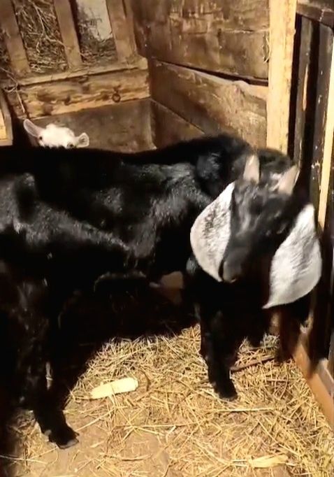 Țap anglonubian apt de montă