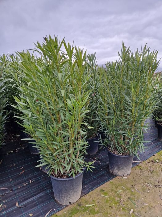 Palmieri rezistenți la ger , vand plante ornamentale exotice