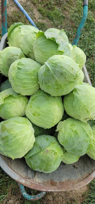 Varză de toamnă de vânzare