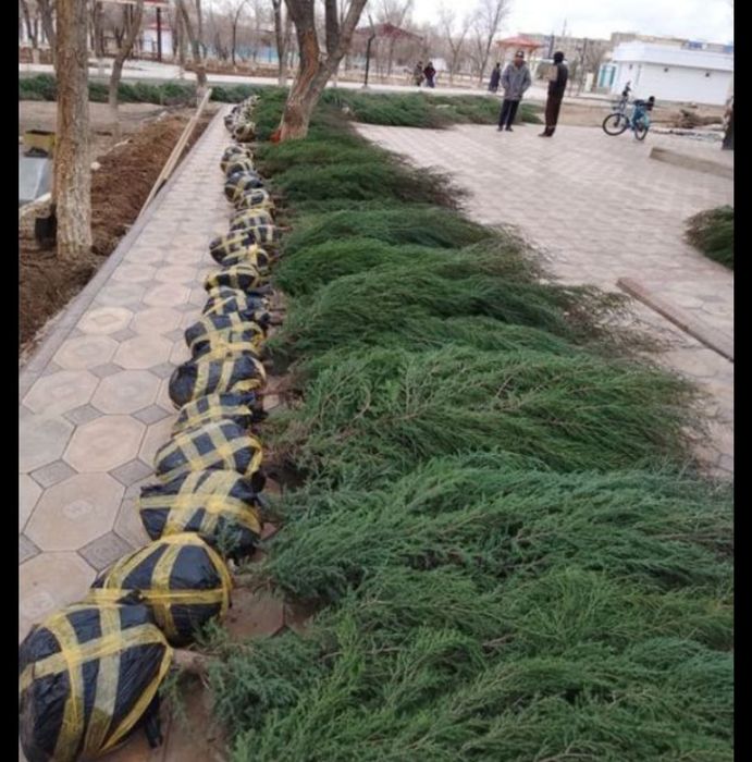 Забор из ёлок под ключ