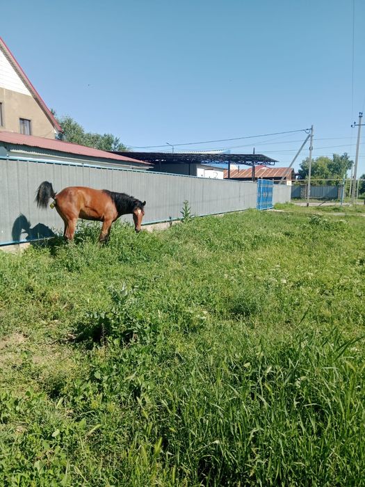 Продам кабылку 1 годдовалую