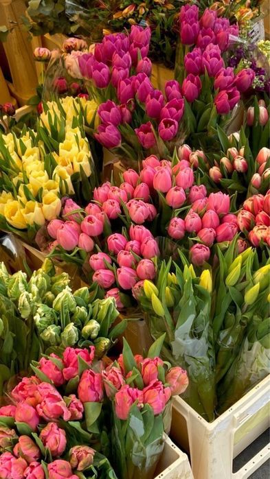 тюльпаны принимаем предзаказы