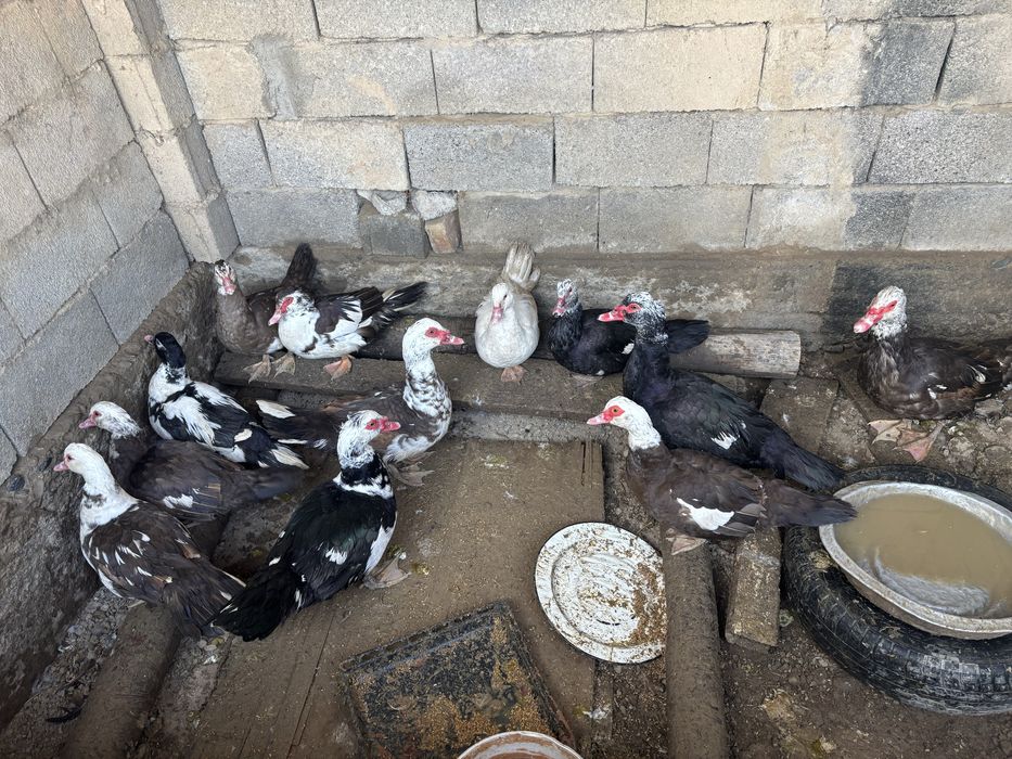 Утка королевскийй