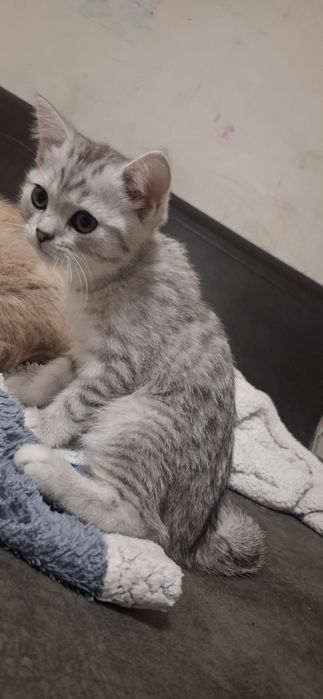 Шотландские вислоухие котята