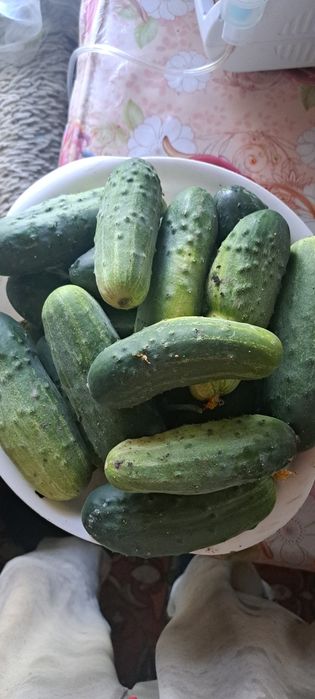 Продам огурцы домашние