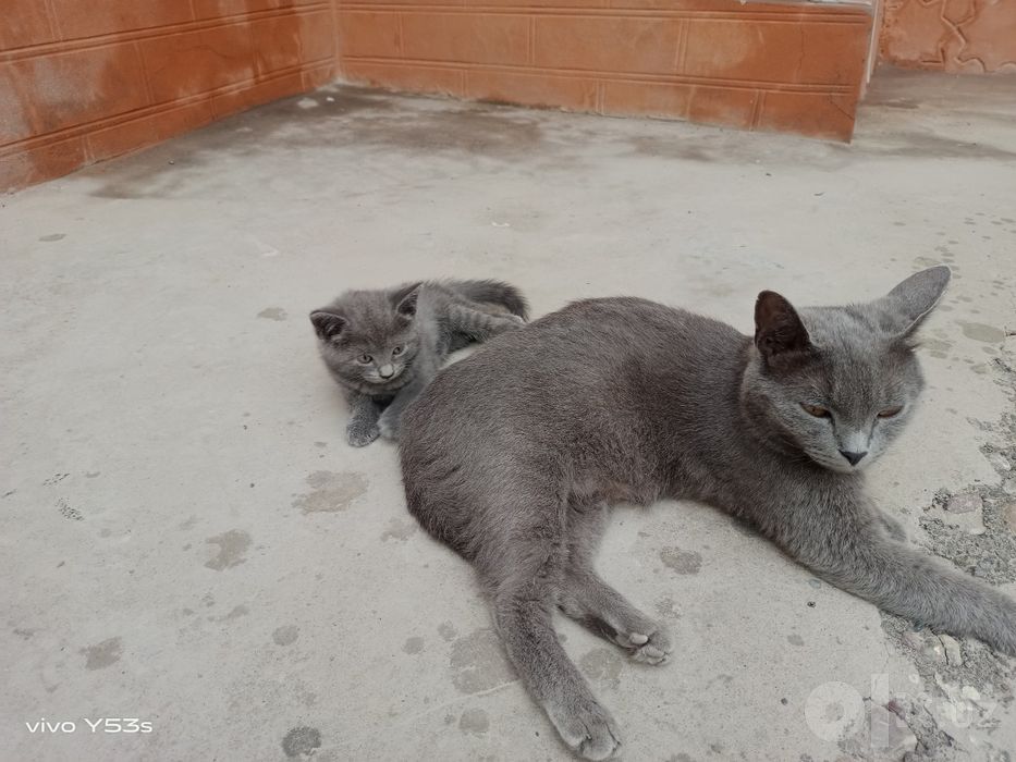 Uy mushuk zodli latoni biladi 2 oyli