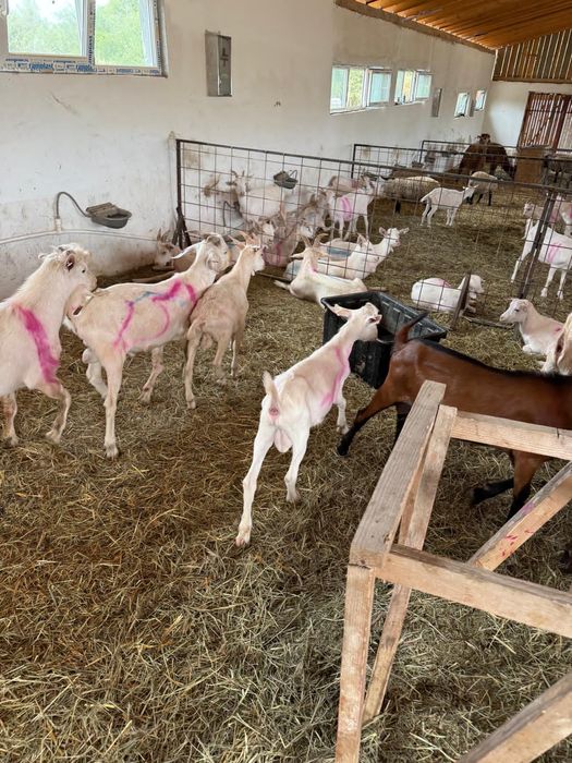 Vand oi sufolk si capre