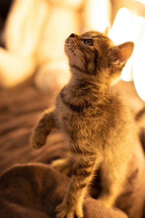 Котенок ищет дом