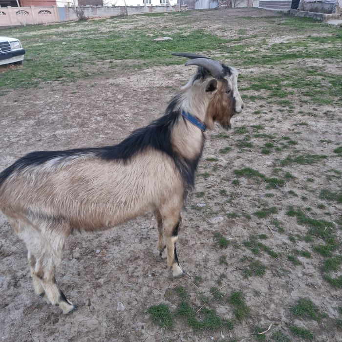 Теке екі жасар. .