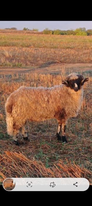 Schim cu o oaie buna